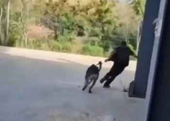Bursa’da hırsızlığa gittiği sitede köpeğe işkence