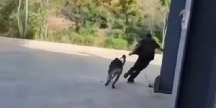 Bursa’da hırsızlığa gittiği sitede köpeğe işkence