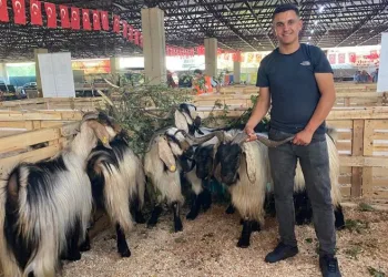 Koyun keçi ekipmanları festivaline yoğun ilgi