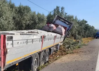 Bursa’da TIR zeytin bahçesine daldı