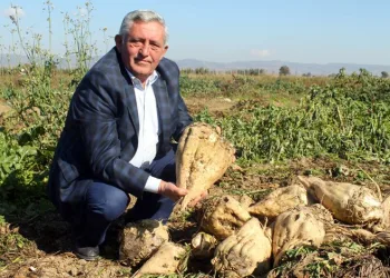 Bursa’da toprağa uygun pancar ekildi