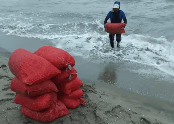 Bursa’da kaçak avlanan 2 ton midye ele geçirildi
