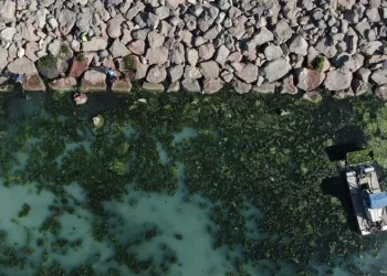 İzmir Körfezi’nde deniz marulu istilası