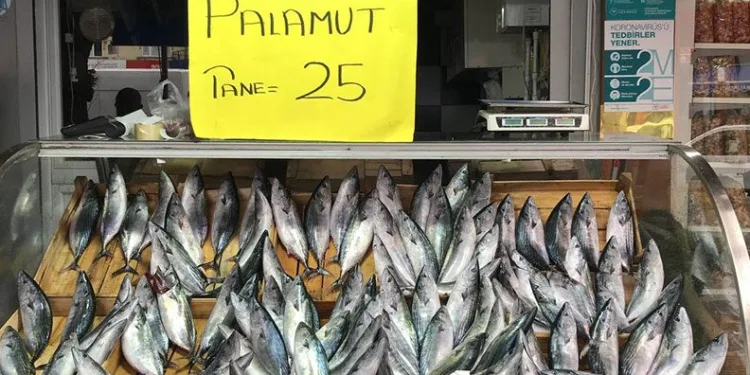 Karadeniz’de palamudun fiyatı düştü
