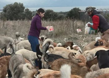 Bursa’da gönüllüler sokak hayvanlarına sahip çıkıyor
