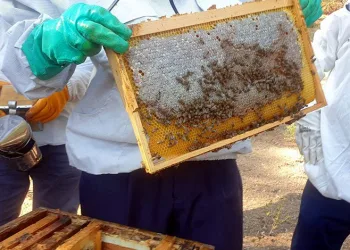 Bursa’da uygulamalı arıcılık dersi