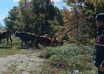 Bursa’da kaybettiği hayvanları jandarma buldu
