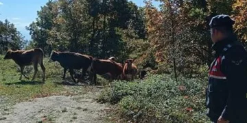 Bursa’da kaybettiği hayvanları jandarma buldu
