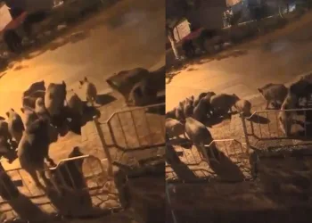 Aç kalan domuzlar şehre indi