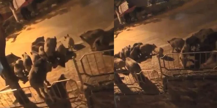 Aç kalan domuzlar şehre indi