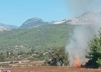 Antalya’da zeytinlikte yangın