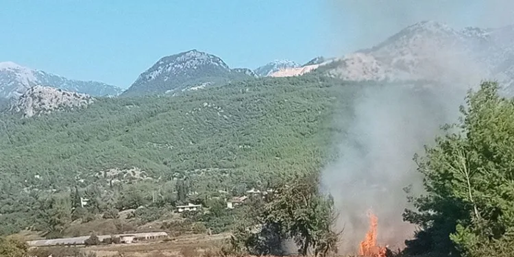Antalya’da zeytinlikte yangın