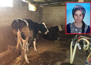 Süt sağmak isteyen kız akıma kapılarak öldü