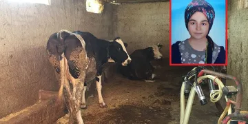 Süt sağmak isteyen kız akıma kapılarak öldü