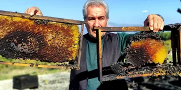Bursa’da 400 kovan arı diri diri yakıldı