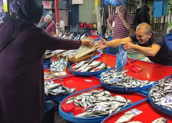 Bursa’da sardalyanın fiyatı düştü