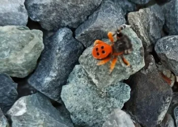 Elazığ’da zehirli uğur böceği görüntülendi