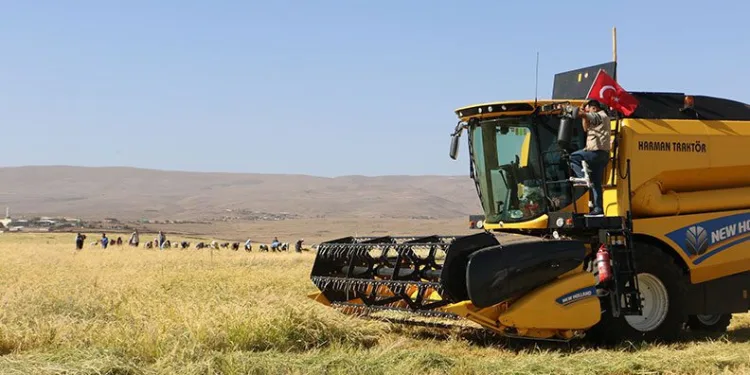 Diyarbakır’da tescilli Karacadağ pirincinin hasadı başladı