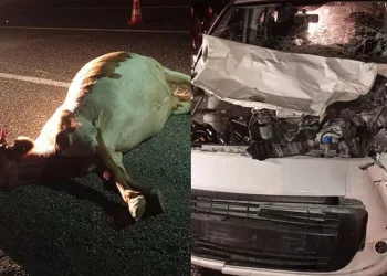 Elazığ’da ineğe çarpan araç hurdaya döndü