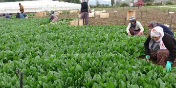 Ispanağa talep arttı
