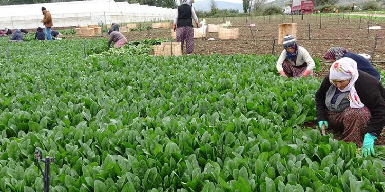 Ispanağa talep arttı
