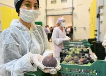 Bursa Büyükşehir, üreticiye can suyu oldu