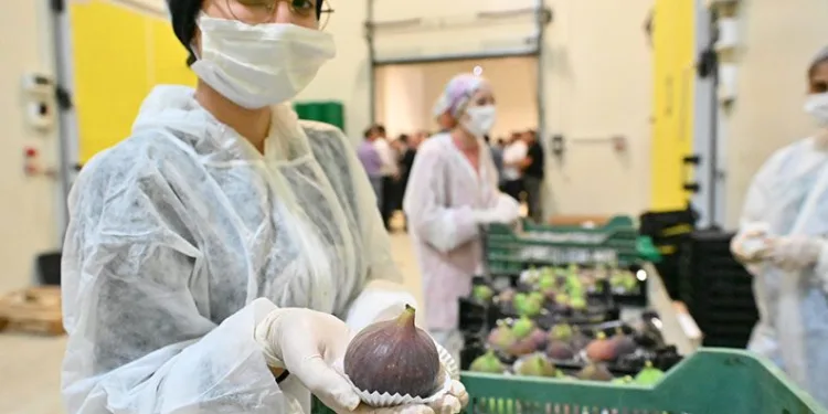 Bursa Büyükşehir, üreticiye can suyu oldu