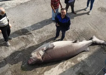 Bursa’da balıkçıların ağına dev köpek balığı takıldı
