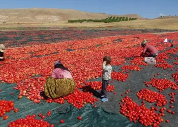 Malatya’dan Avrupa’ya kuru domates ihracatı