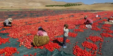 Malatya’dan Avrupa’ya kuru domates ihracatı