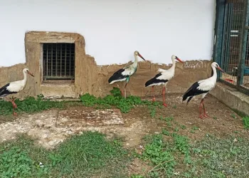 İyileşemeyen leylekler kışı Bursa’da geçirecek