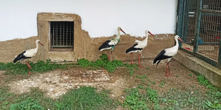 İyileşemeyen leylekler kışı Bursa’da geçirecek