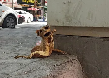 Elektrik panosunda kedi iskeleti bulundu
