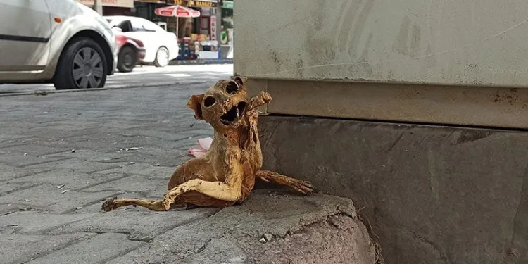 Elektrik panosunda kedi iskeleti bulundu