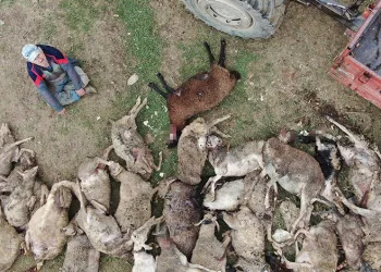Bursa’da başıboş köpekler 41 koyunu telef etti