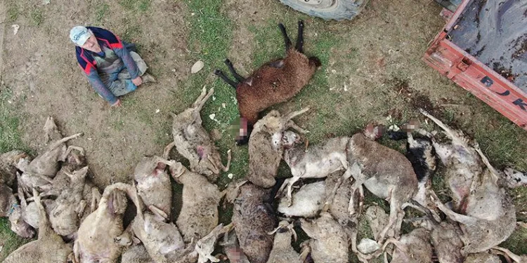 Bursa’da başıboş köpekler 41 koyunu telef etti