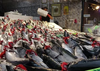 Beklenen palamut göçü gerçekleşti