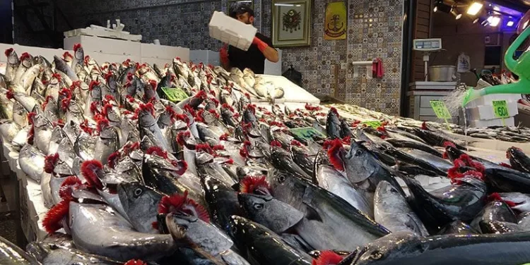 Beklenen palamut göçü gerçekleşti