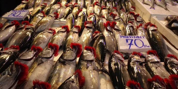 Fırtına palamut fiyatlarını ikiye katladı