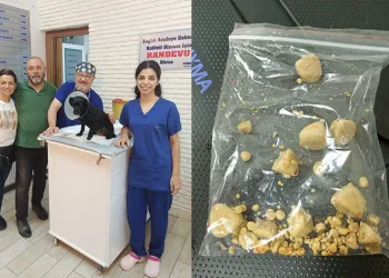 Köpeğin mesanesinden 55 adet taş çıktı