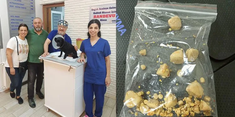 Köpeğin mesanesinden 55 adet taş çıktı