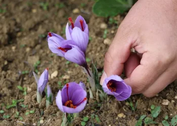 Hasat başladı! Kilosu 100 bin TL’den satılıyor