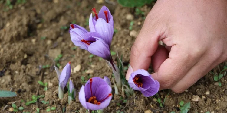 Hasat başladı! Kilosu 100 bin TL’den satılıyor