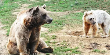 Bursa’daki merkezde yıllardır güvendeler
