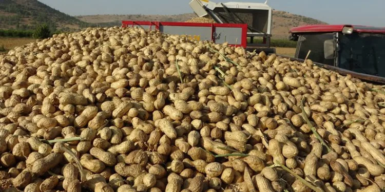 Fiyatı 8 liradan 35 TL’ye çıktı!
