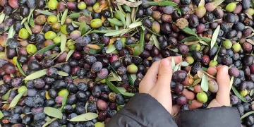 Üretimin yarısı ihracata gidiyor