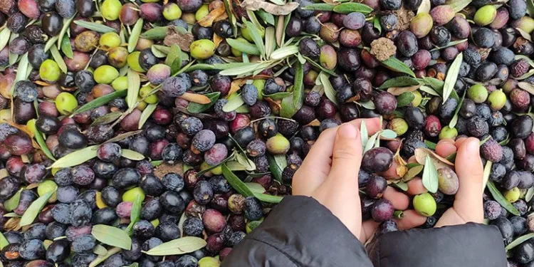 Üretimin yarısı ihracata gidiyor