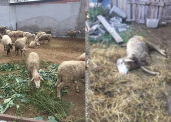 Bursa’da sokak köpekleri dehşet saçtı