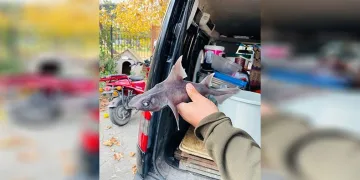 Oltasına ‘domuz köpekbalığı’ takıldı