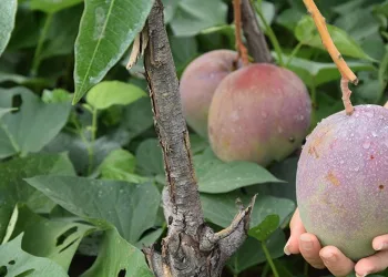 Üreticinin yeni gözdesi
